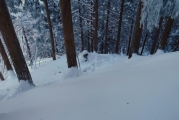 山を下りて行ったのかも