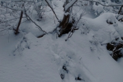 また熊さんかな