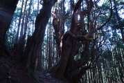 屋敷の防風林