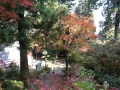 参道の紅葉                                                            