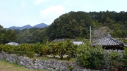蜜柑が沢山
