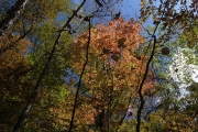 丁度紅葉のシーズン