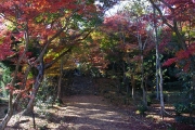 紅葉が綺麗