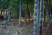 亀甲竹