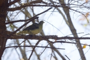 青バトくんを発見