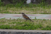 ツグミ