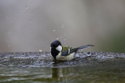 水浴び中
