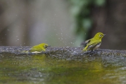 メジロ君も水しぶき