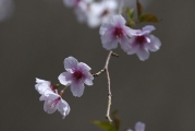ちょっと控えめな桜