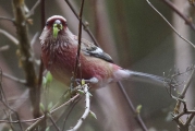 新芽の蕾を食べるベニマシコ