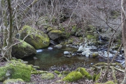 上流部には快適な渓流