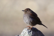 同じ場所にカヤクグリ