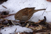 雪の上もへっちゃら