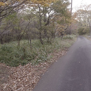 登山道分岐
