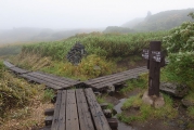 裾合平分岐