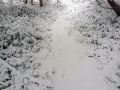 鹿さんも登山道                                                               