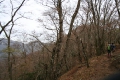 落葉の鍋割山稜