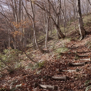 明るく心地良い山道