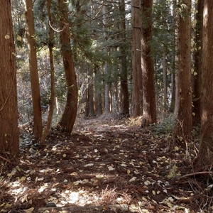 針葉樹林の森