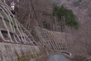 カモシカ君と遭遇