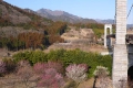 公園の花