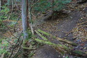荒れた登山道