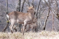 鹿君たち