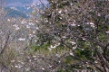 山桜