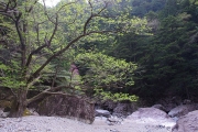 貫禄のある木