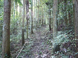 歩き易そうな遍路道