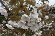 蝦夷山桜かな