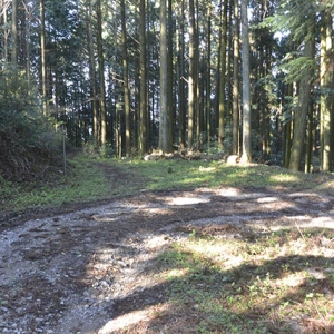 尾根道を下って