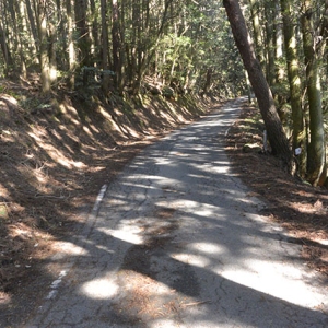 舗装道路を横切る
