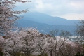 桜が満開