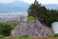 しだれ桜