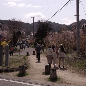 花見山は観光客で賑やか