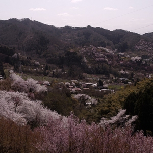 花見山を一望
