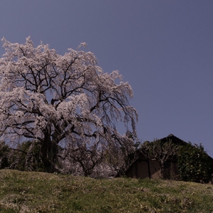 立派な枝垂れ桜