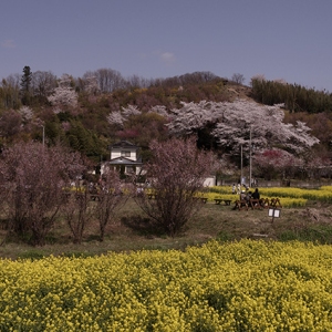 菜の花と桜