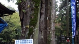 大きな木の傍らには                                                 