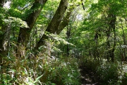 樹木層の変化