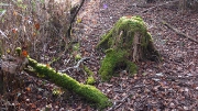 苔むした古株