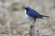 まだ幼鳥かな？