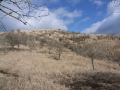 萱で覆われた高指山