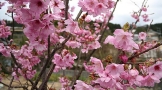 ピンクの桜