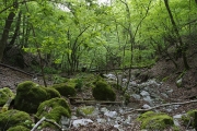 沢道コース