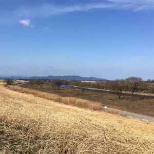 殆どの木が伐採されてしまった