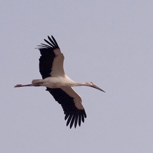 コウノトリ君