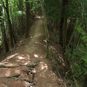 痩せ尾根