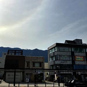 ツバメが群れていた